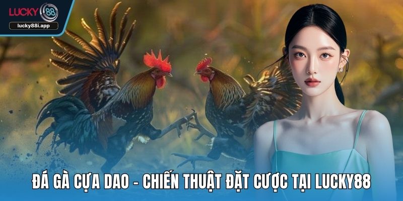Đá gà cựa dao