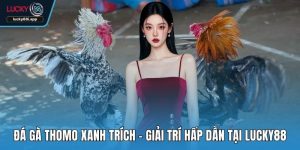 Đá gà Thomo Xanh Trích