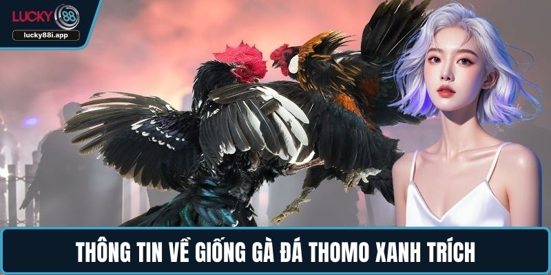 Thông tin về giống gà đá Thomo xanh trích